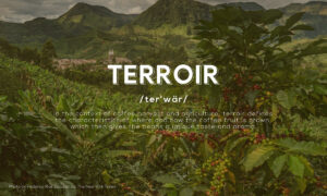 The word 'Terroir' displayed in elegant font over a scenic background of a lush coffee garden, featuring green coffee trees under soft natural light, representing the origin and environment that shape coffee flavor.
