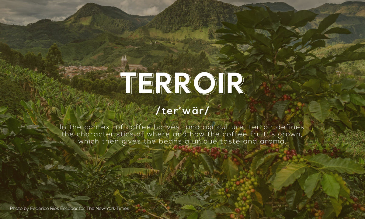 The word 'Terroir' displayed in elegant font over a scenic background of a lush coffee garden, featuring green coffee trees under soft natural light, representing the origin and environment that shape coffee flavor.